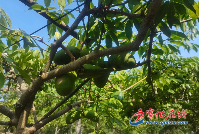 寧化城郊：百畝九月黃豐收在望