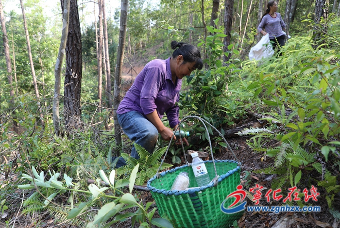 寧化：林下茯苓套種忙