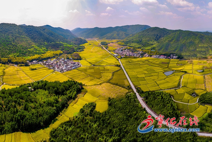 喜迎二十大|寧化：稻谷黃 收割忙