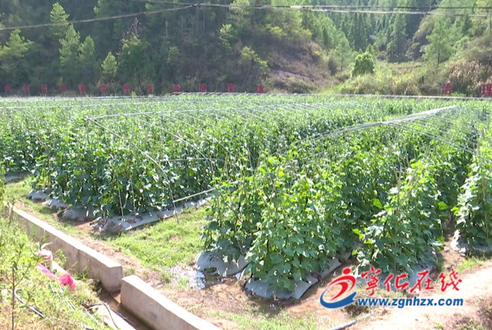 寧化淮土鎮(zhèn)：發(fā)展特色種養(yǎng)殖 助力鄉(xiāng)村振興