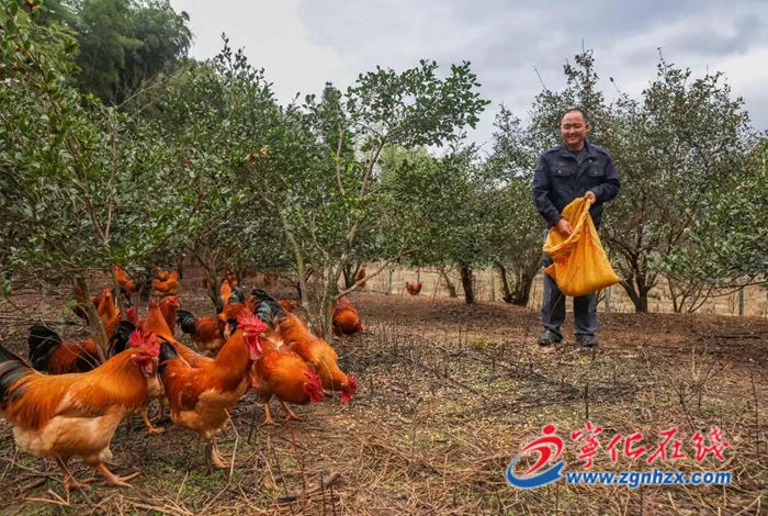 寧化河龍:“火車頭”拉動貢雞產(chǎn)業(yè)“加速跑”