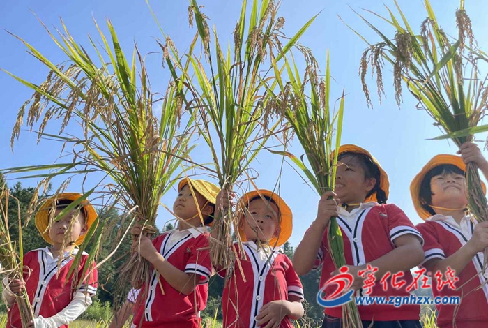 寧化：孩子下田割稻，體驗農耕文化