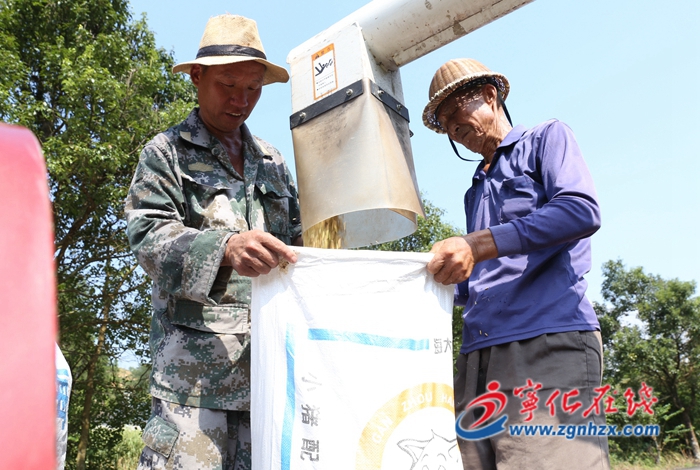 寧化方田：古坑米粉專用稻迎收割