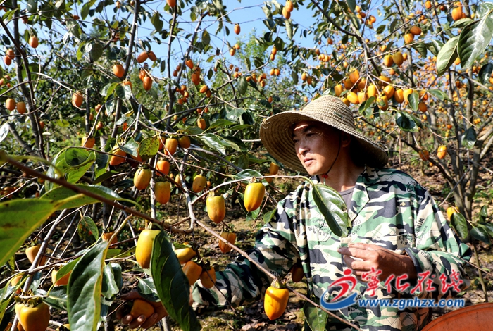 寧化：秋意濃 柿子紅