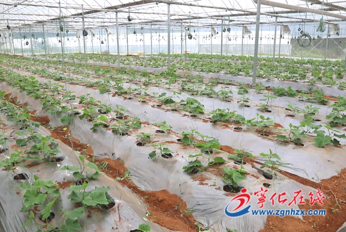 寧化湖村鎮：主題教育悟初心 真心為民辦實事