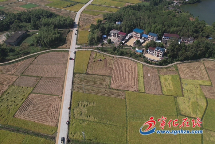 寧化泉上：煙稻輪作 一田雙收