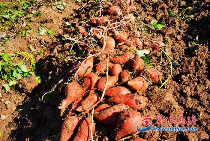 寧化淮土：番薯喜豐收 農(nóng)民致富有奔頭