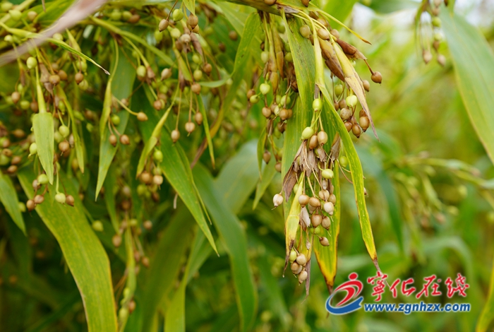 寧化：選育薏米新品種，促特色產業升級