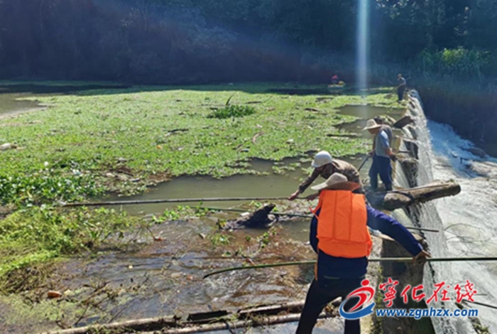 湖村鎮加大清理河道水葫蘆、水浮蓮