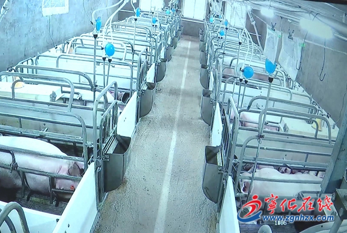 寧化：堅持邊督邊改立行立改 開展生豬養殖污染整治