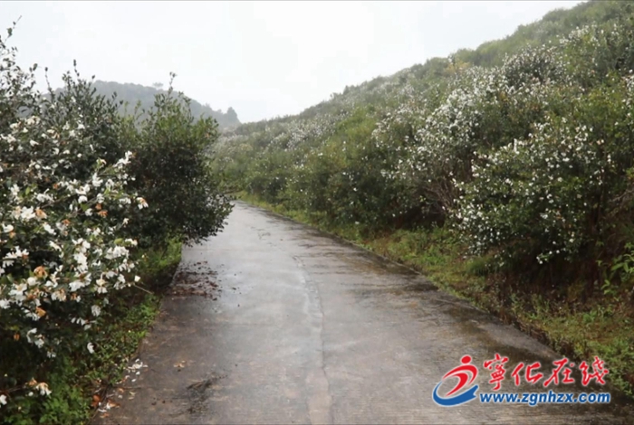 寧化：守護綠水青山 產業生態雙贏