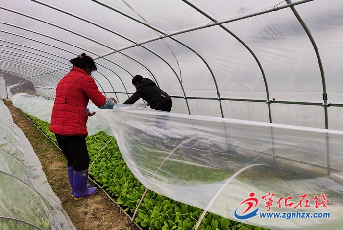 寧化：寒潮來襲 農技人員田間支招防寒防凍