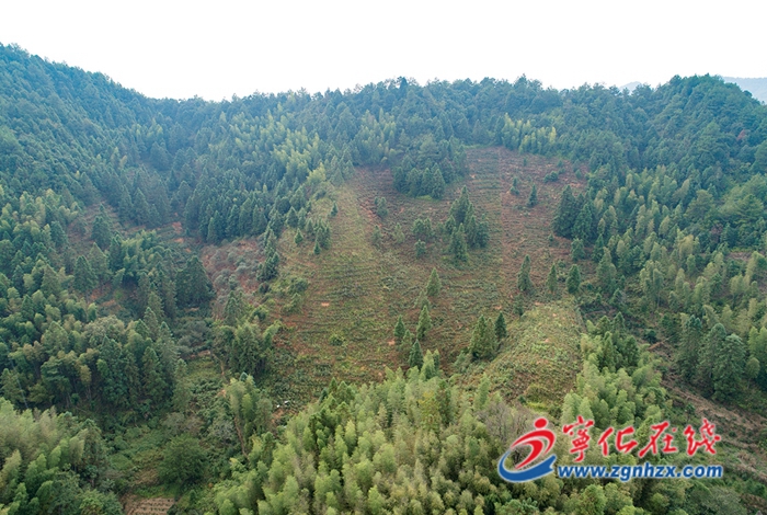 寧化：貢茶做出新韻味 古村孕育新希望