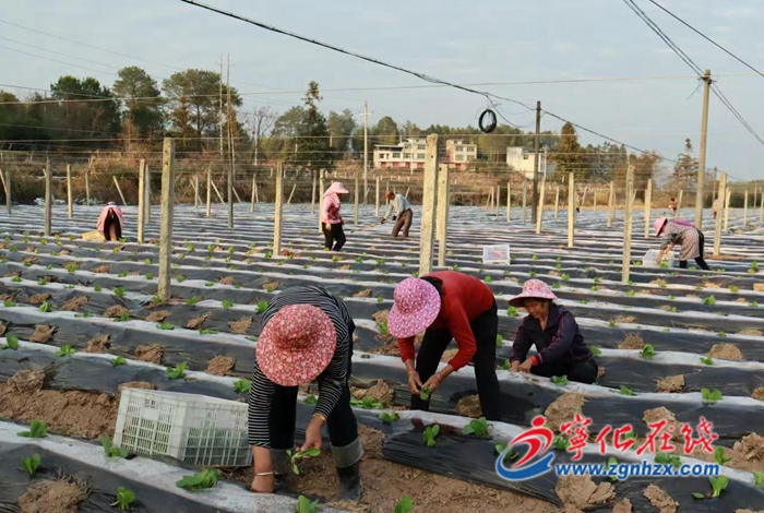 寧化縣淮土鎮(zhèn)：春耕備耕忙