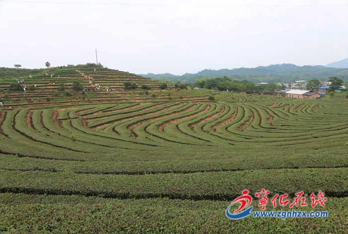 寧化：青山綠水育好茶