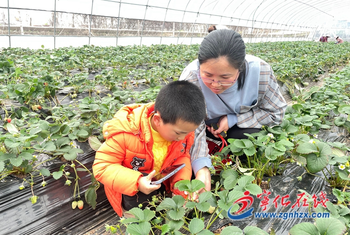 深學爭優 敢為爭先 實干爭效|寧化石壁鎮：“莓”好時光助力鄉村振興