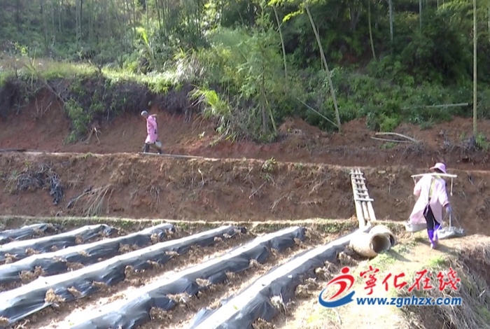 寧化：今年將建設(shè)高標(biāo)準(zhǔn)農(nóng)田3.75萬(wàn)畝