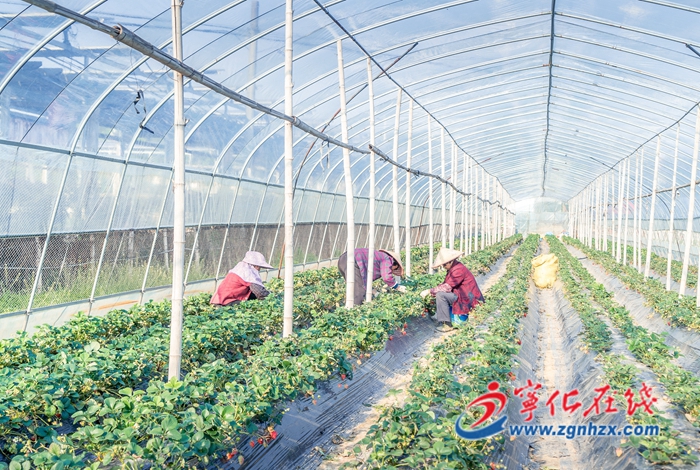 張小芳：“莓”好生活有甜頭