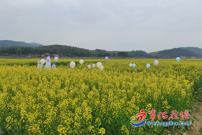 深學爭優、敢為爭先、實干爭效|寧化泉上鎮：“金花盛開”美如畫 “美麗經濟”促增收