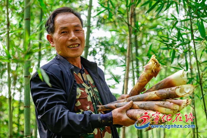 鄉村振興再出發｜寧化安樂鎮：竹筍迎收獲 筍農采收忙