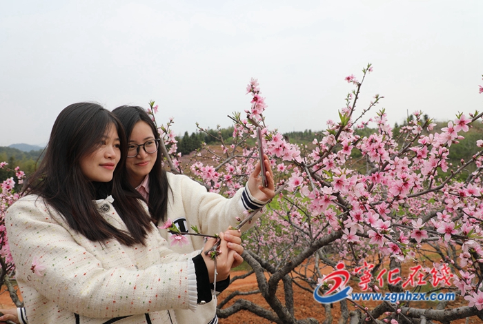 寧化:桃花盛開引客來