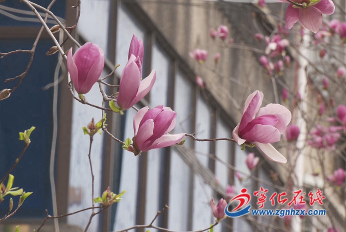 寧化縣泉上鎮：提升顏值氣質 打造美麗鄉村