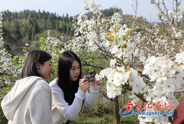 寧化:梨花盛開惹人醉