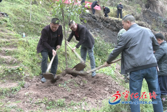 寧化水茜鎮：為綠充“植”，添綠正當時
