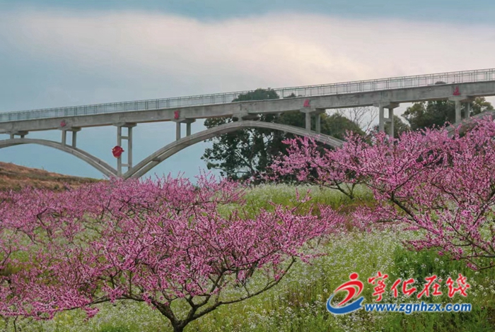 寧化淮土：桃花盛開春滿園