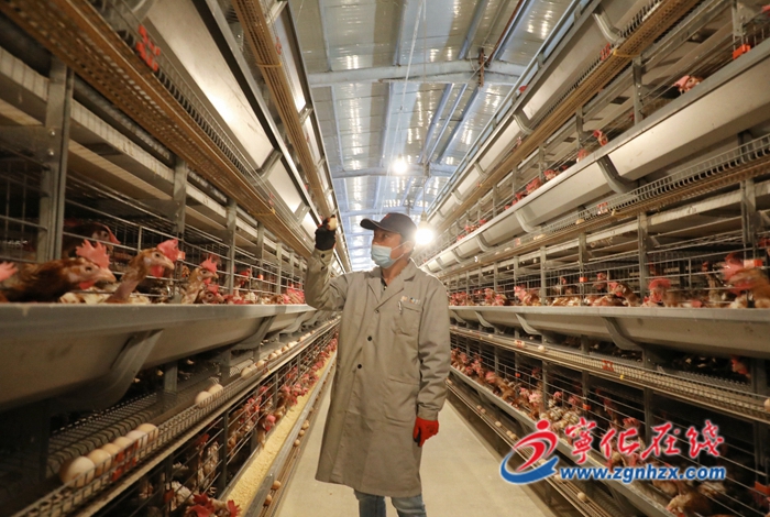 寧化湖村：小雞蛋“孵”出大產業