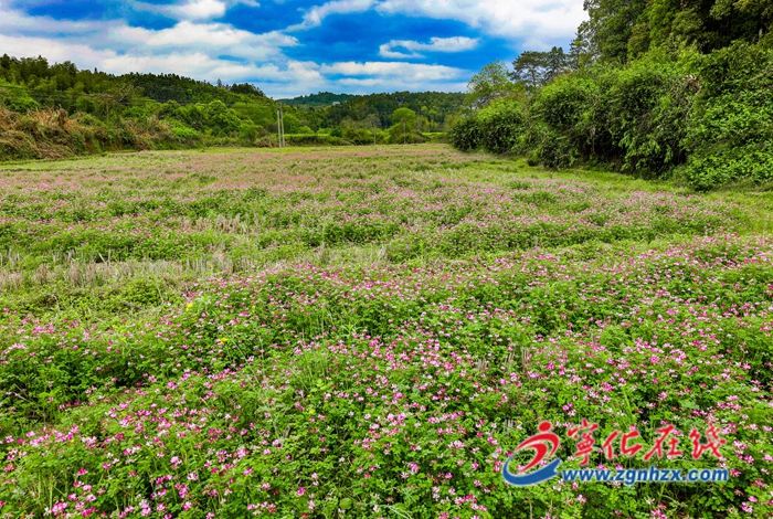 寧化：萬畝紫云英綻放 化作春泥助春耕