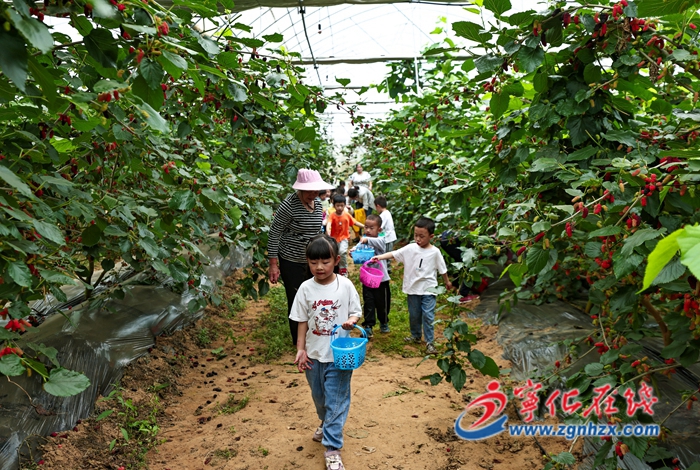 寧化：桑園結(jié)出“致富果” 黨建引領(lǐng)促振興