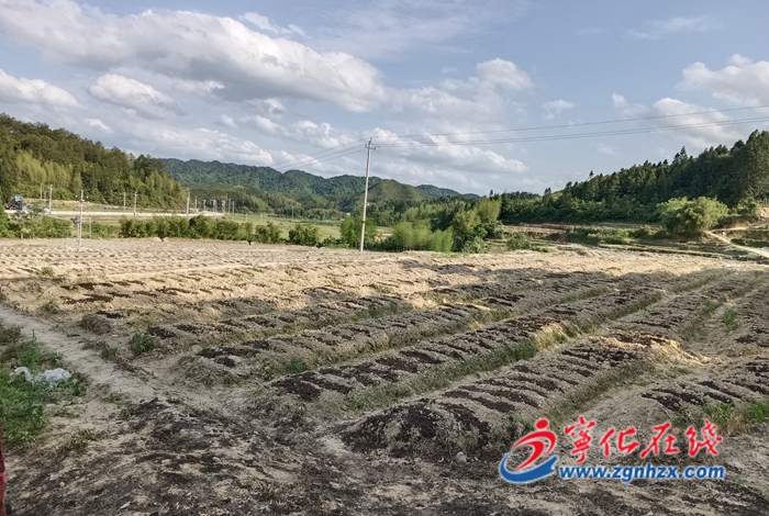 寧化：種植臺灣胖姜 拓寬致富渠道