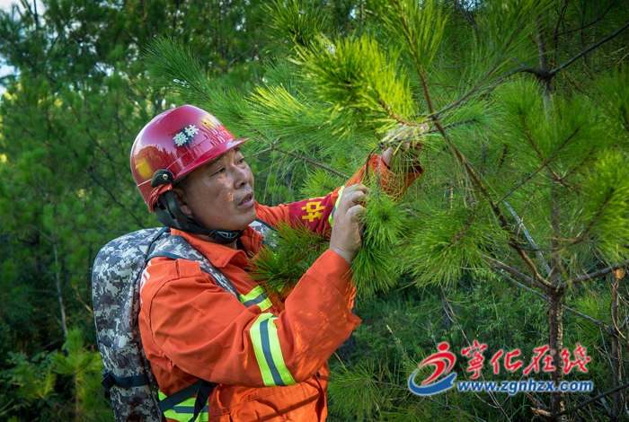 寧化:護林員巡山十二載 守護萬畝青山常綠
