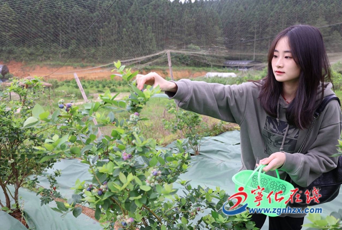 寧化：藍(lán)莓采摘正當(dāng)時 農(nóng)旅融合迎客來