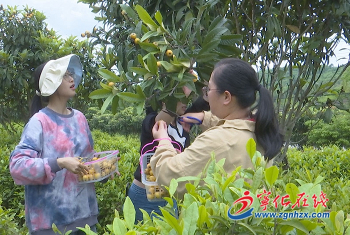 寧化湖村鎮：發展茶經濟 讓富民產業助推鄉村振興