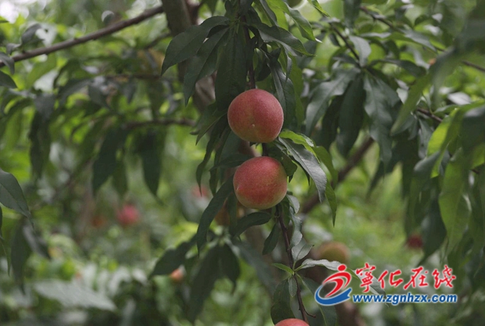 寧化：果樹(shù)管護(hù)正當(dāng)時(shí) 農(nóng)技人員指導(dǎo)忙