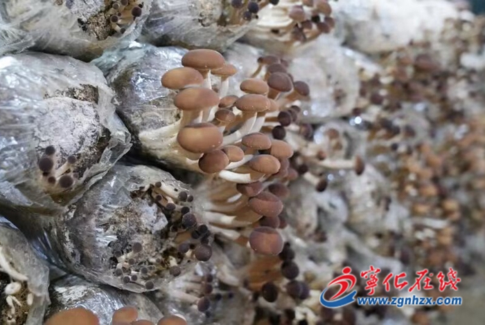 寧化：種植茶樹(shù)菇 撐起“致富傘”