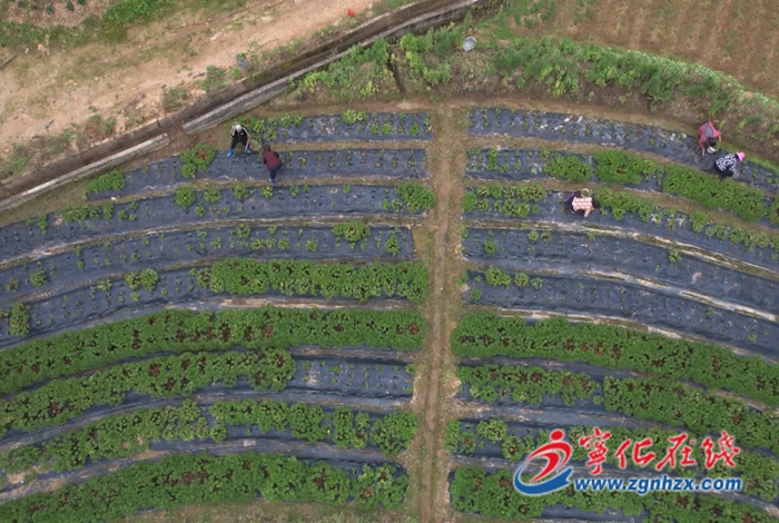 寧化翠江鎮:打造中草藥產業鏈 為農戶開出“致富方”