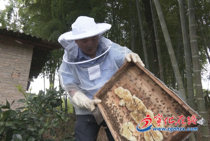 養(yǎng)蜂人劉水才“釀”出致富甜蜜路
