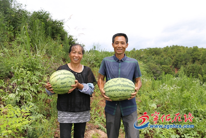 寧化湖村：富硒西瓜助力鄉(xiāng)村產(chǎn)業(yè)興旺