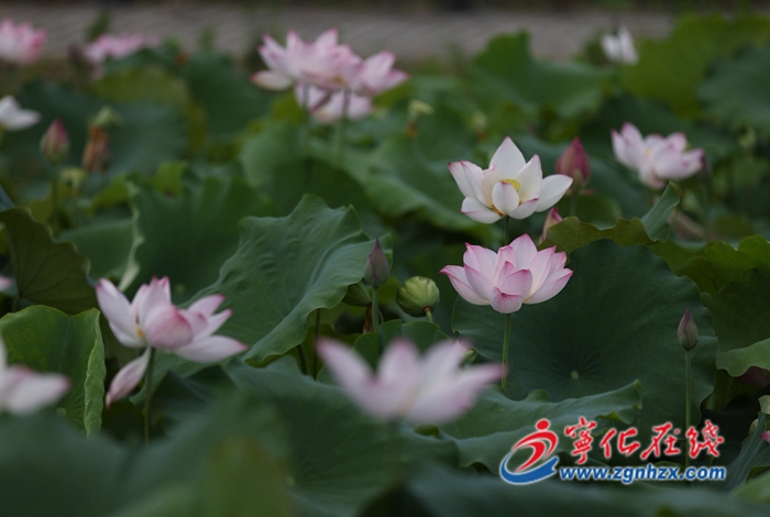 曹坊鎮下曹村:荷花盛放 美在當“夏”