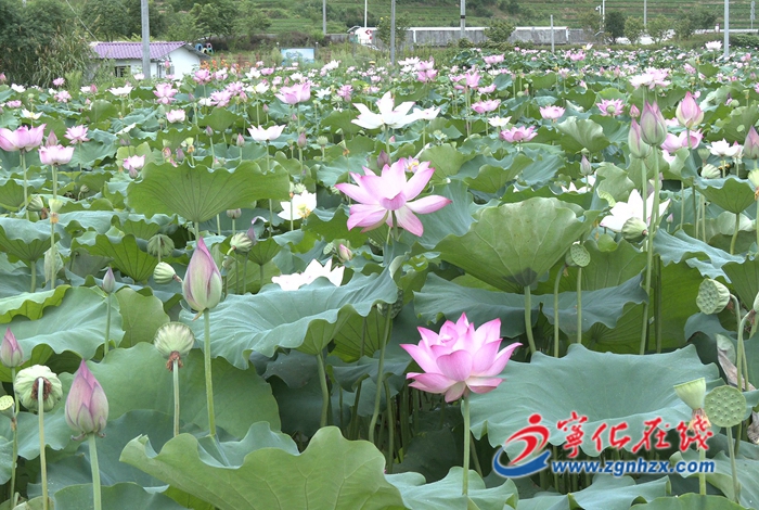 寧化：荷塘添秀色 蓮子迎豐收