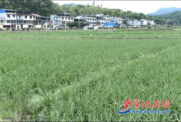 方田鄉(xiāng):做強(qiáng)水稻制種 助力鄉(xiāng)村振興