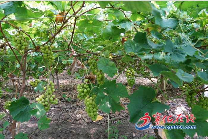 寧化：葡萄成熟陸續上市