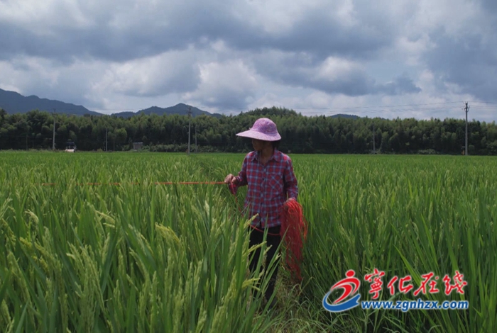 寧化：水稻制種陸續迎來“趕花”期