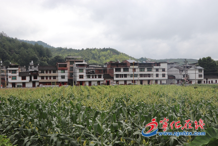寧化治平畬族鄉：發展富民產業 玉米豐收好時節