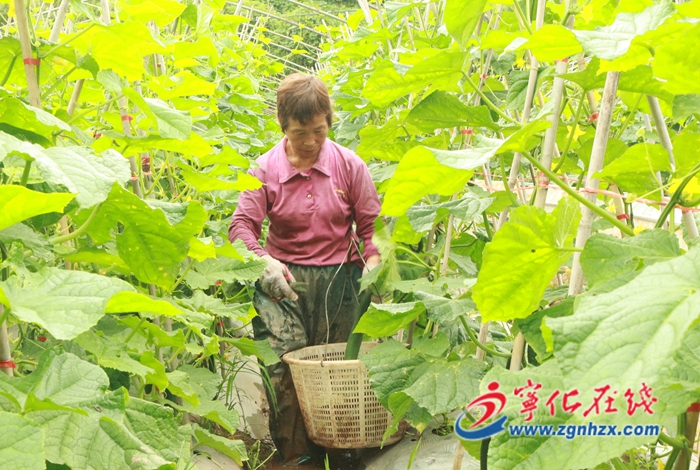 寧化淮土鎮：黃瓜喜豐收！鼓了“錢袋子”滿了“菜籃子”