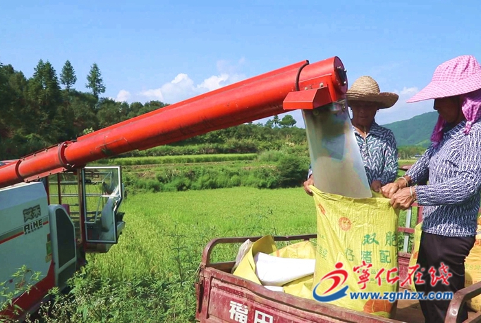 寧化安遠鎮：秋來滿眼豐收景 農用機械收割忙
