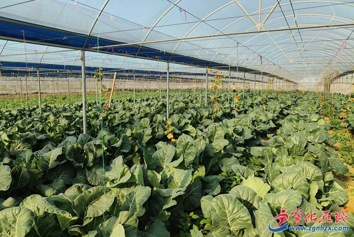 學思想 強黨性 重實踐 建新功│寧化淮土：致富花繪就好“豐”景